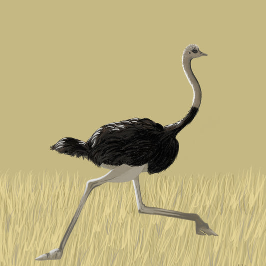 Olga the Ostrich, Illustration.